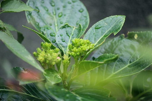九月の紫陽花
