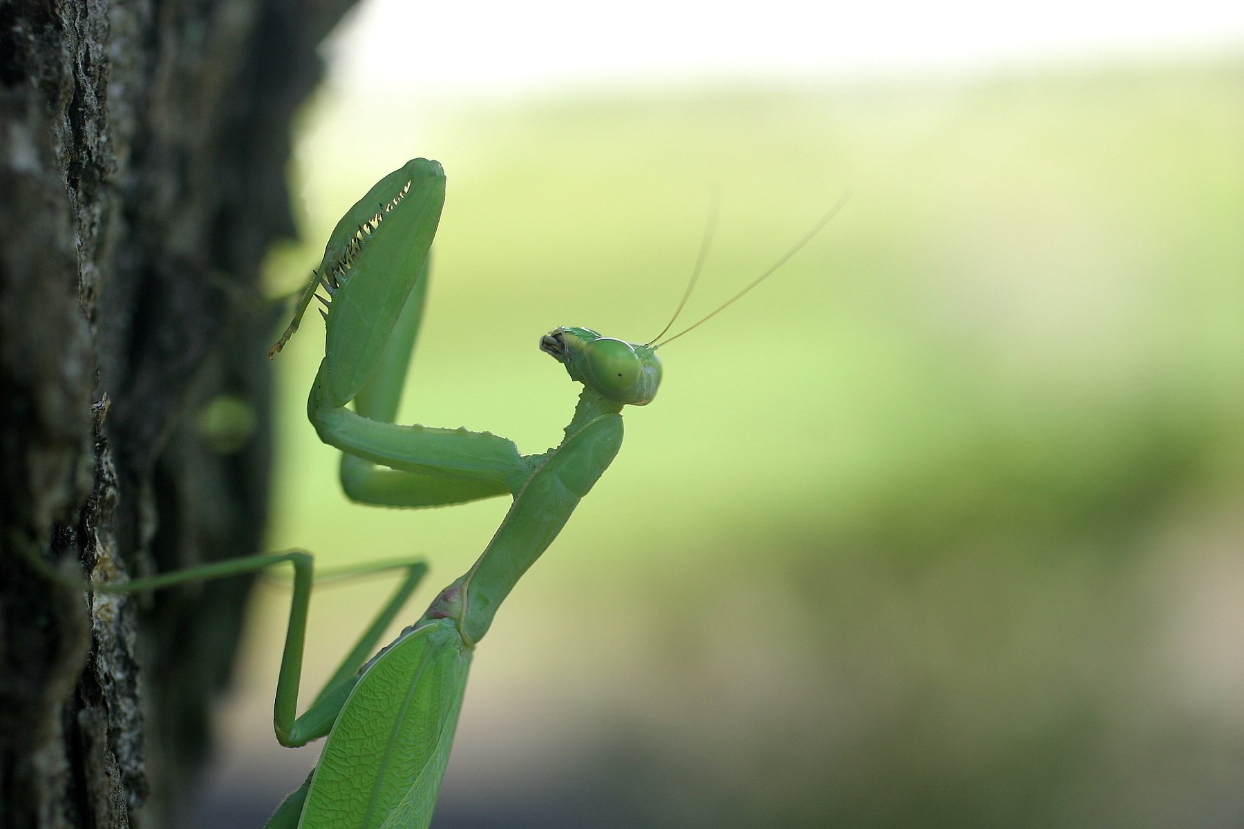カマキリの上半身