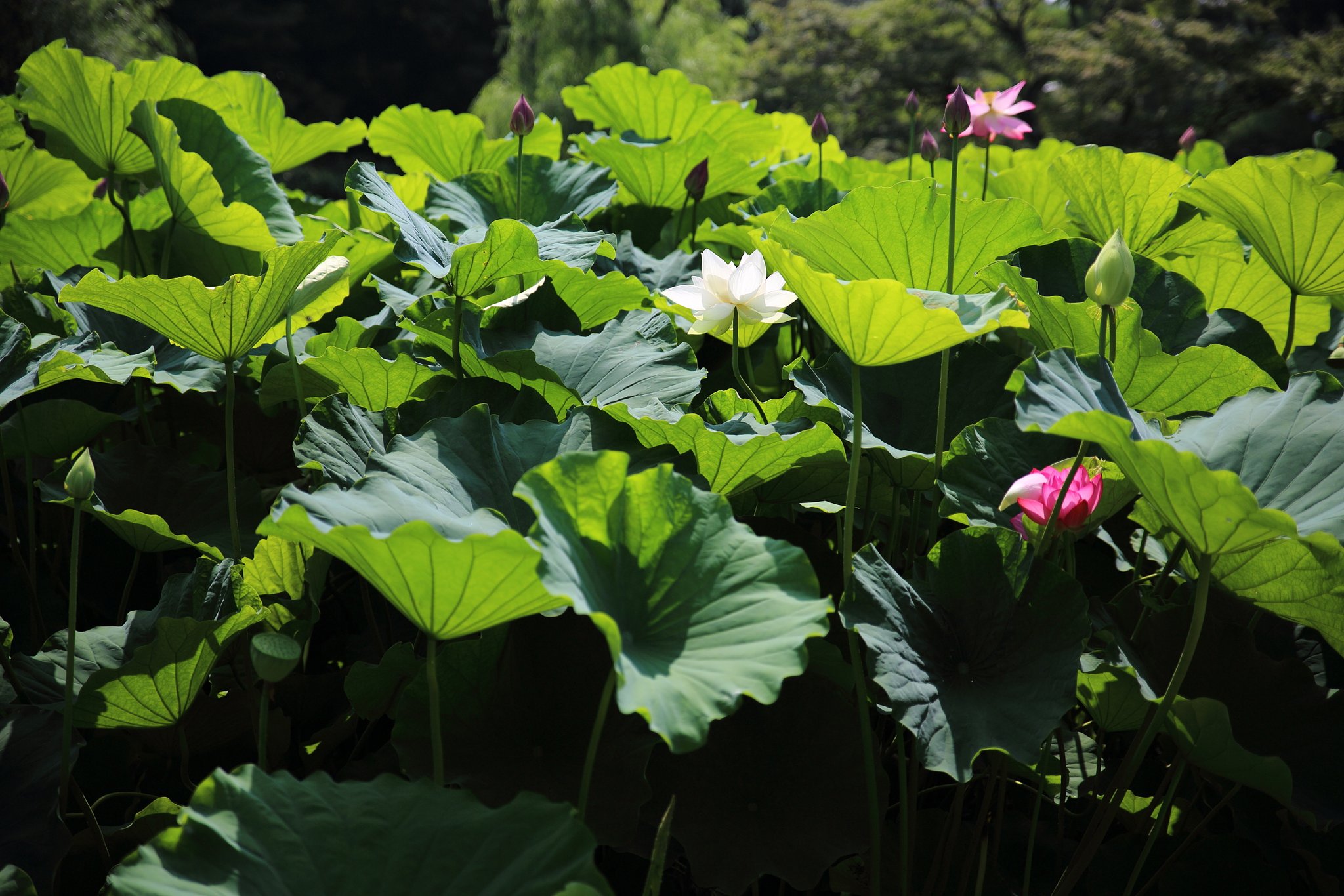 白芙蓉