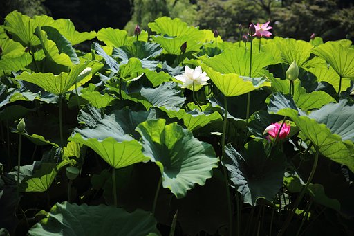 白芙蓉