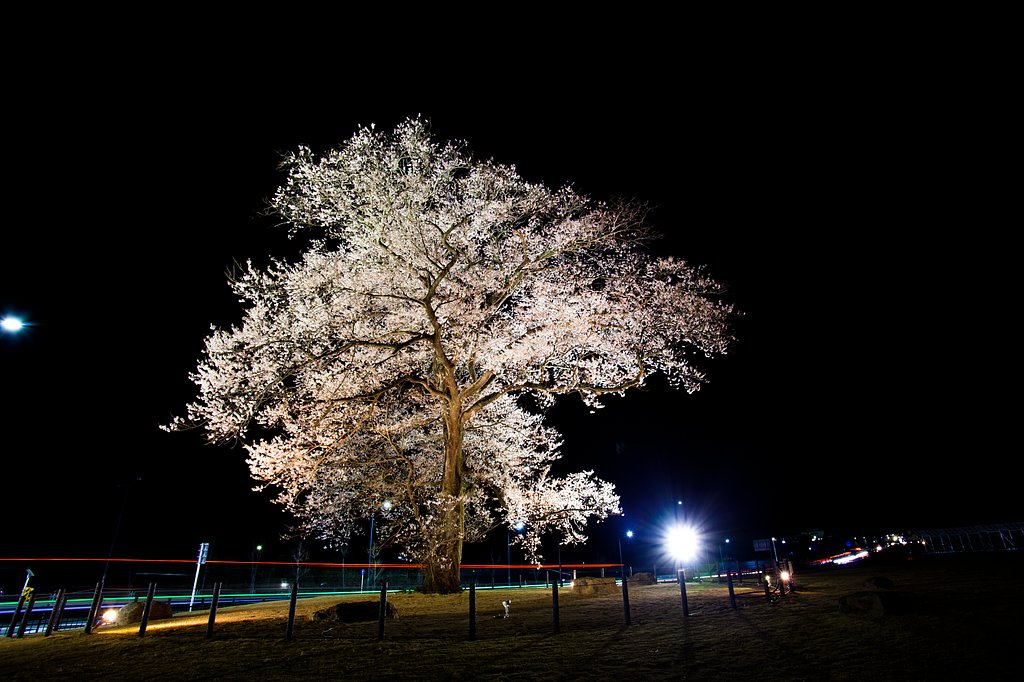 万燈桜