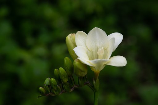 淡い黄色のフリージア。