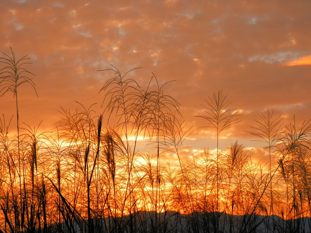 薄のある夕暮れ