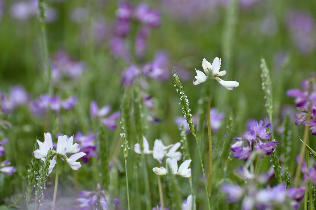 咲きました、レンゲの花