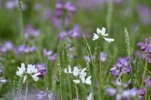 咲きました、レンゲの花