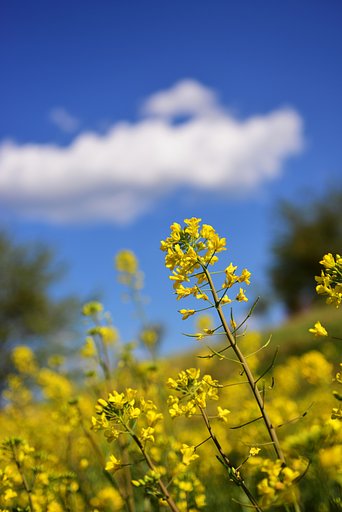 青空と葉の花