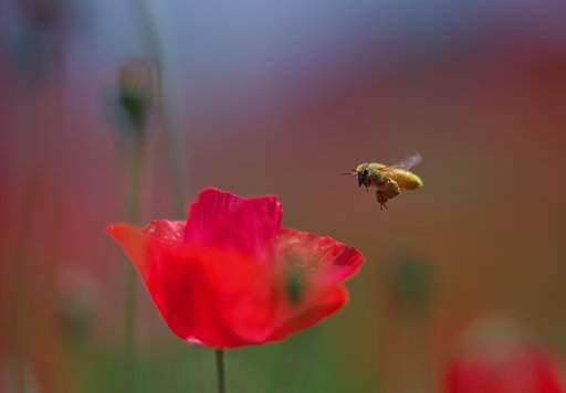 蜜を求めて