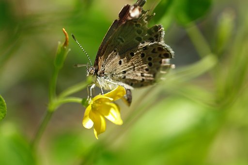 カタバミに飛来