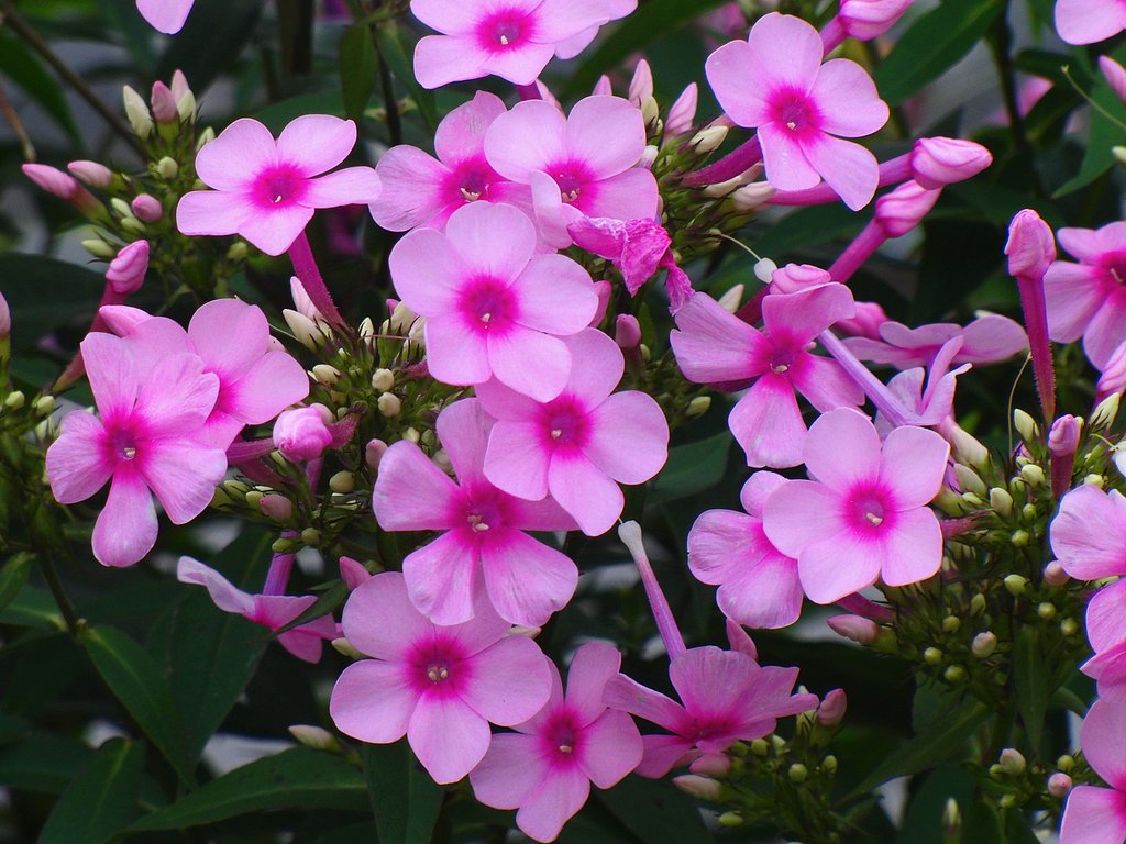 花魁草
