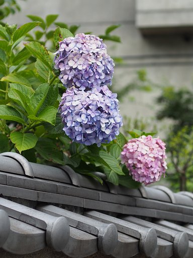 梅雨の見張り番