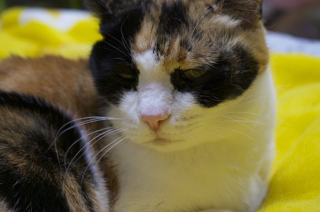 ねこさま