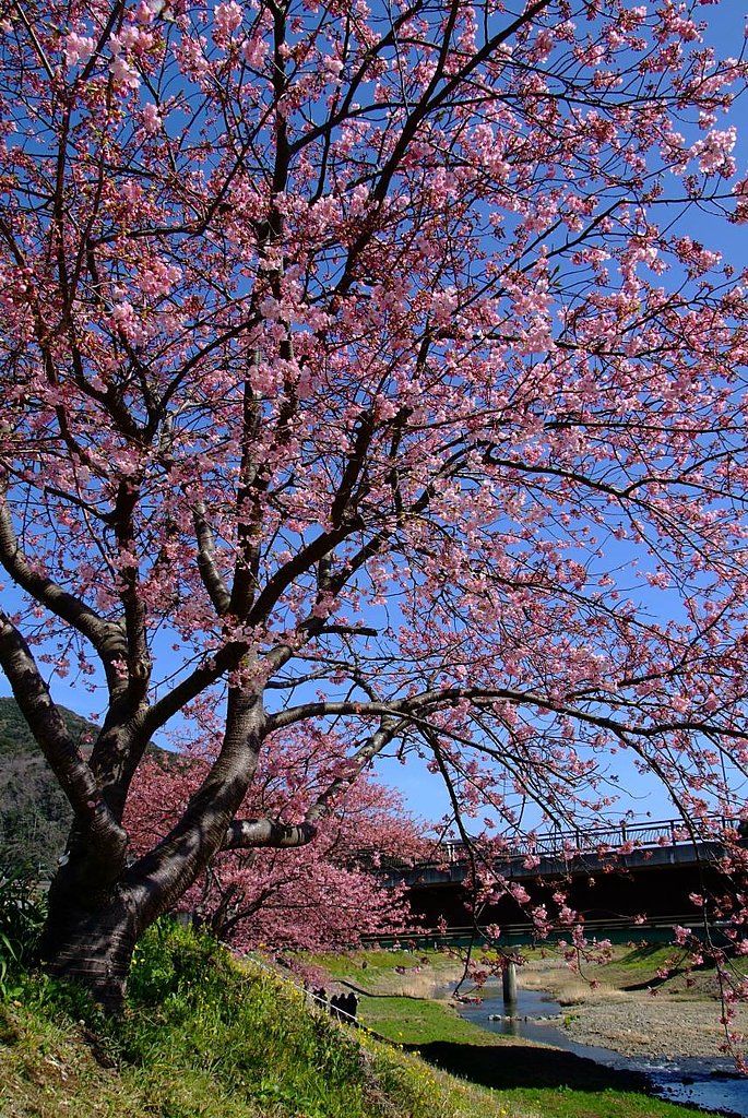 みなみの桜