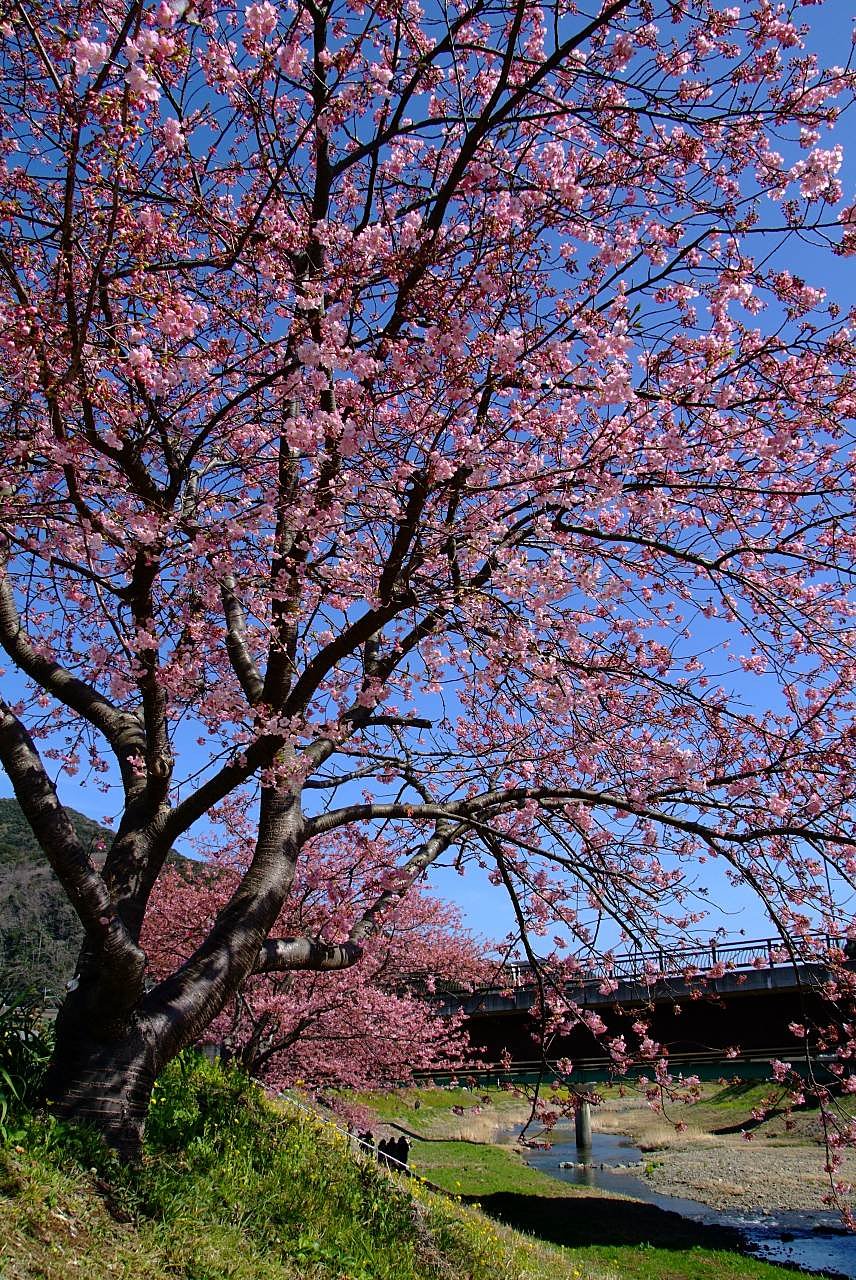 みなみの桜