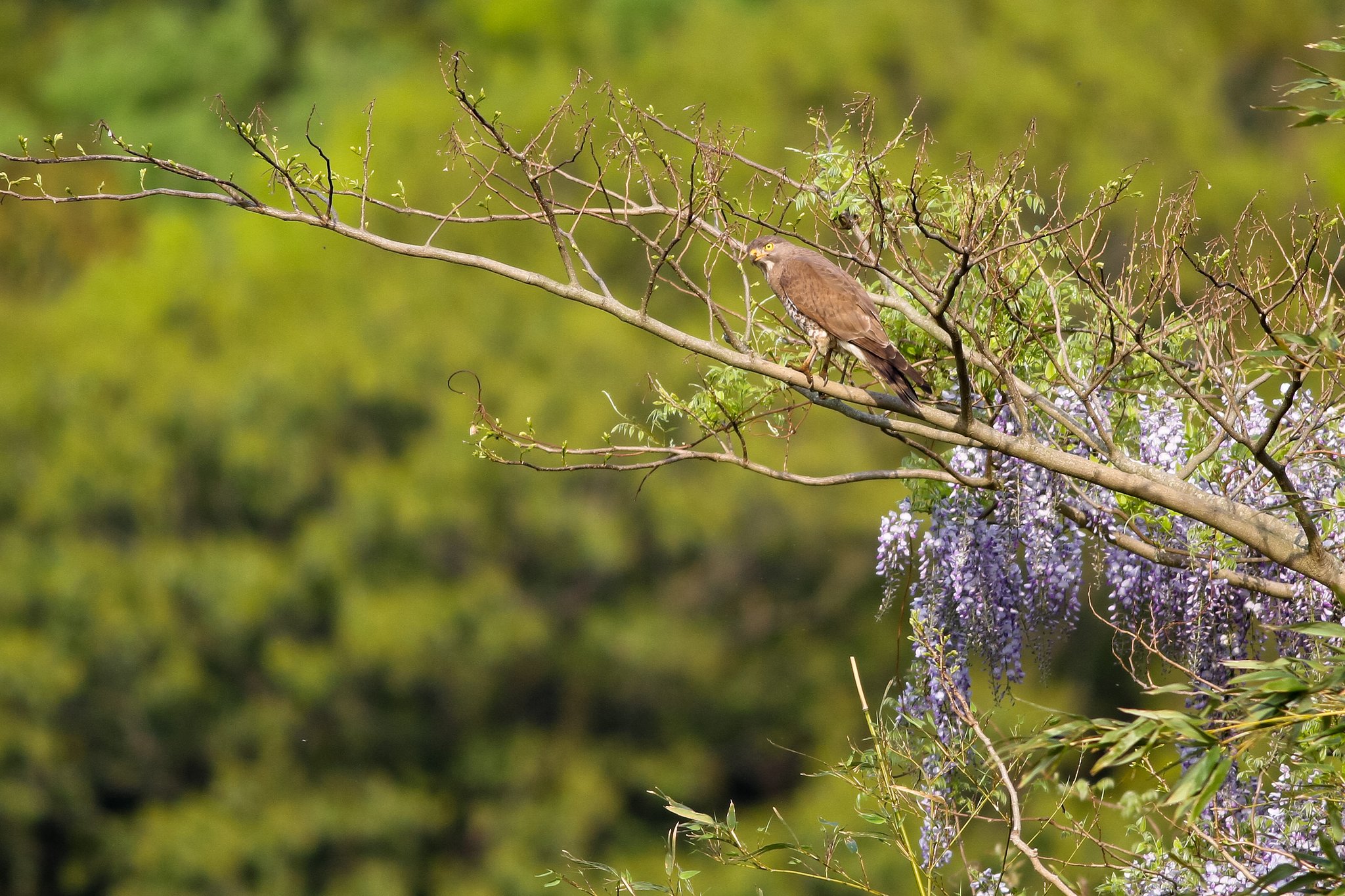 サシバと藤の花