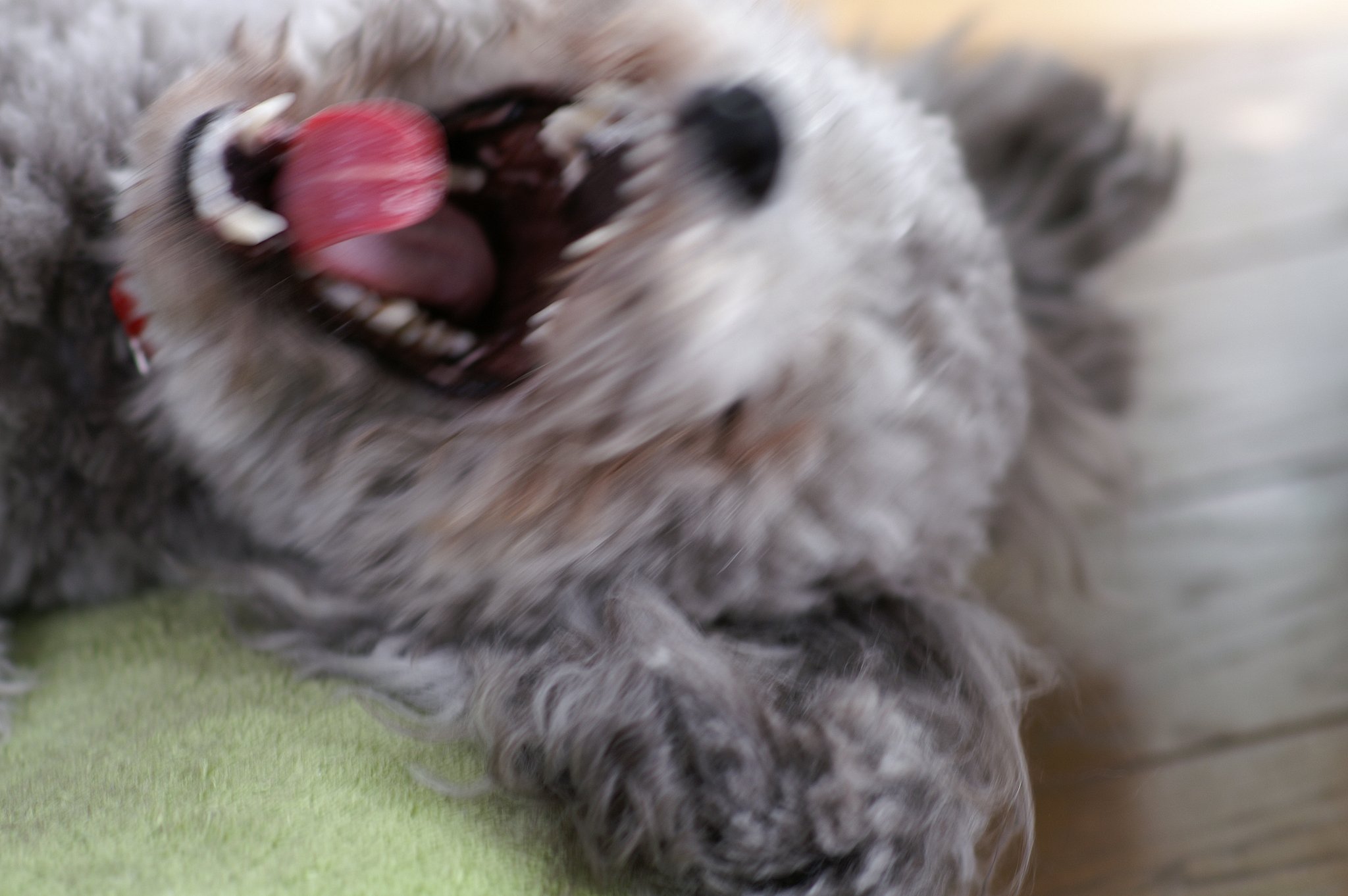 【動】あぁ〜