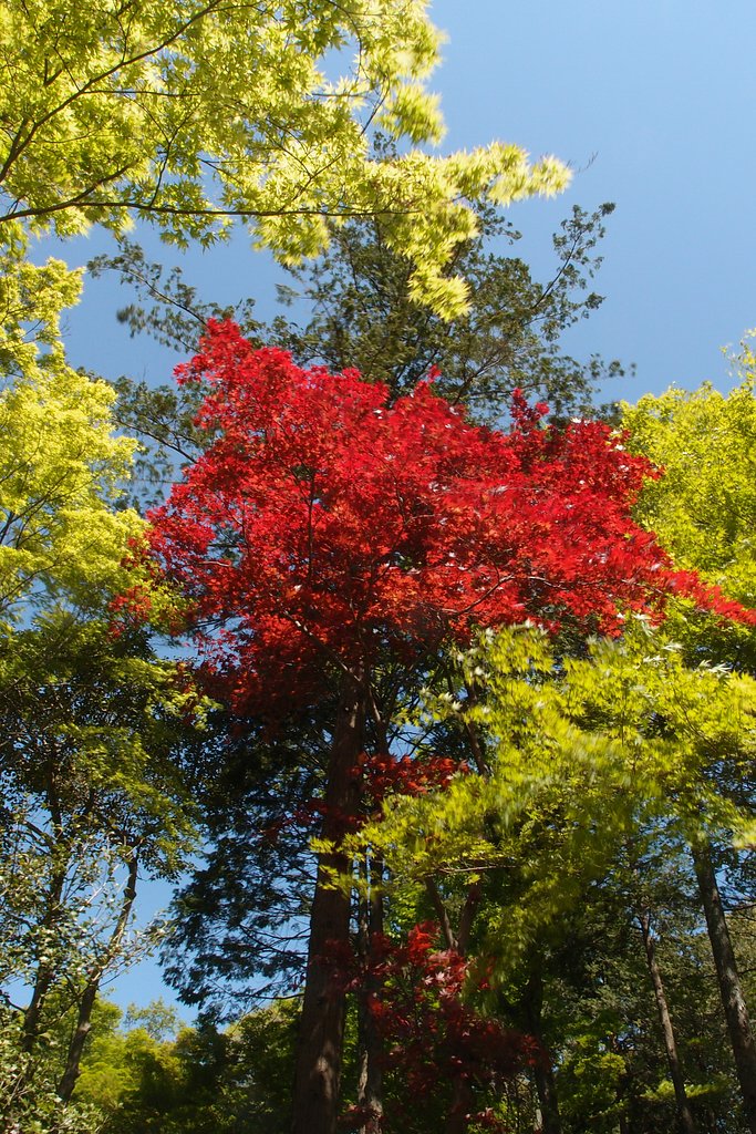 春紅葉