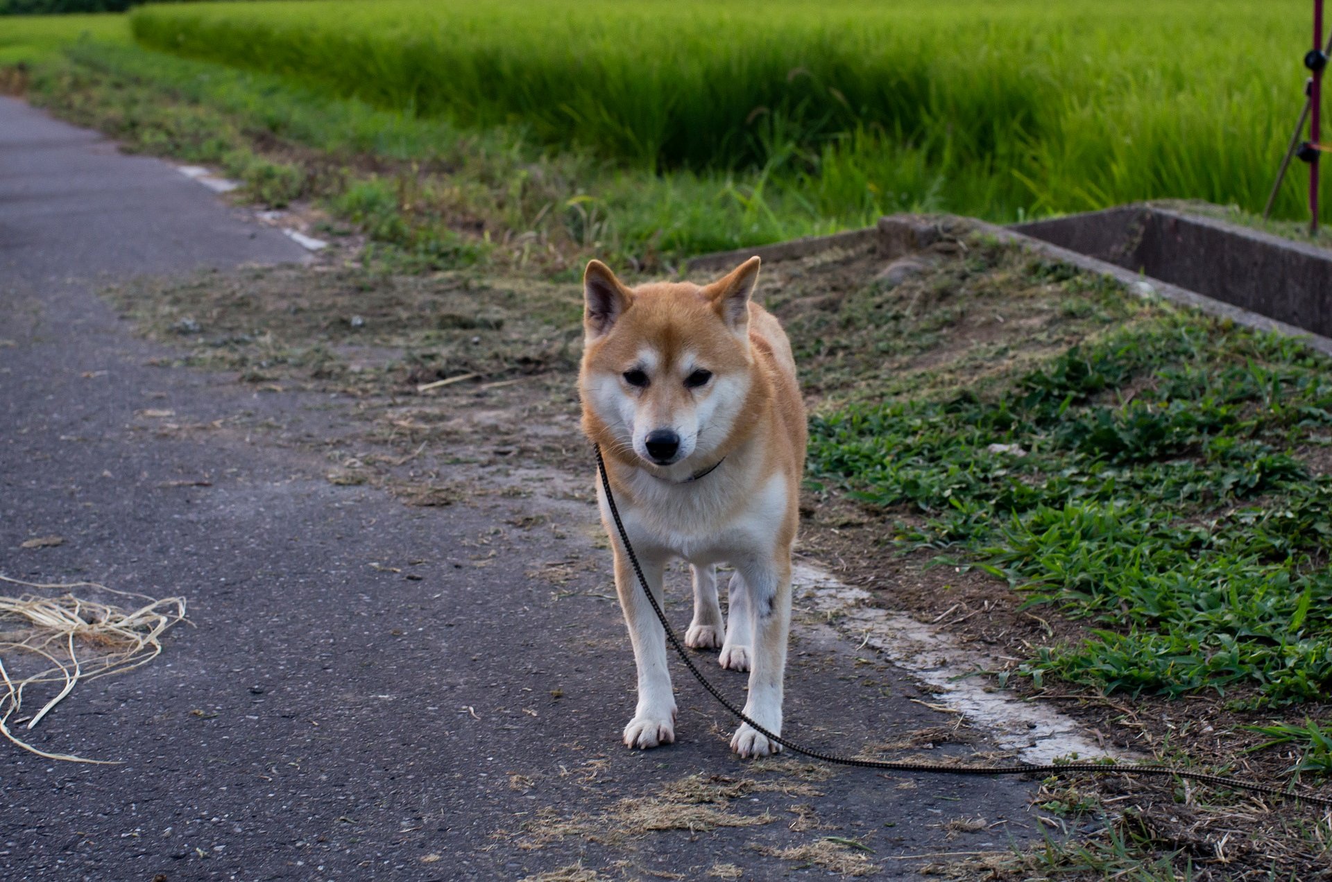 区係りがうむのを・・。