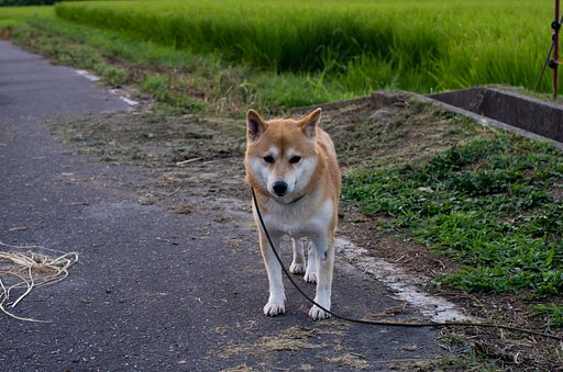 区係りがうむのを・・。
