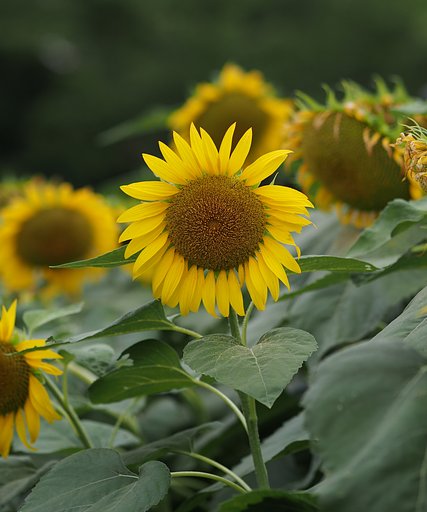 8月7日の写真