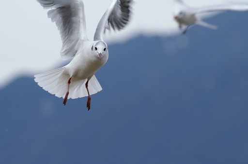 カメラ目線のユリカモメです。