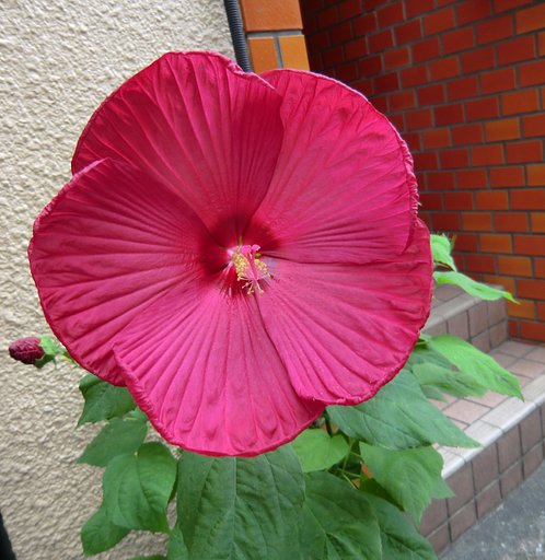 アメリカ芙蓉