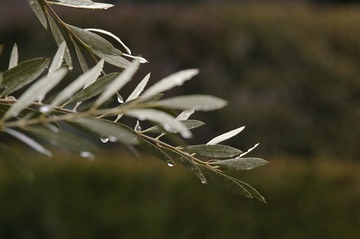 雨の中のオリーブ