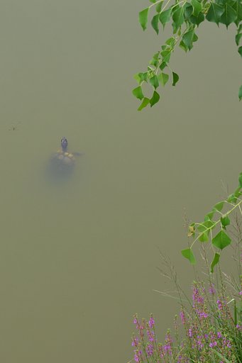 晩夏の溜め池