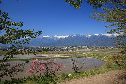 薄紅色を見送って