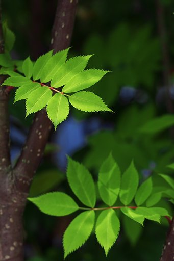 若葉の頃（涼しかったな〜）