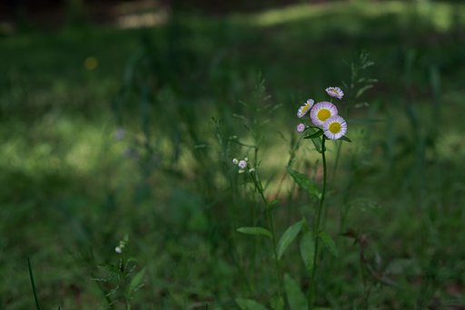 草むらの世界