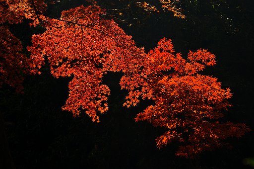 平林寺のもみじ