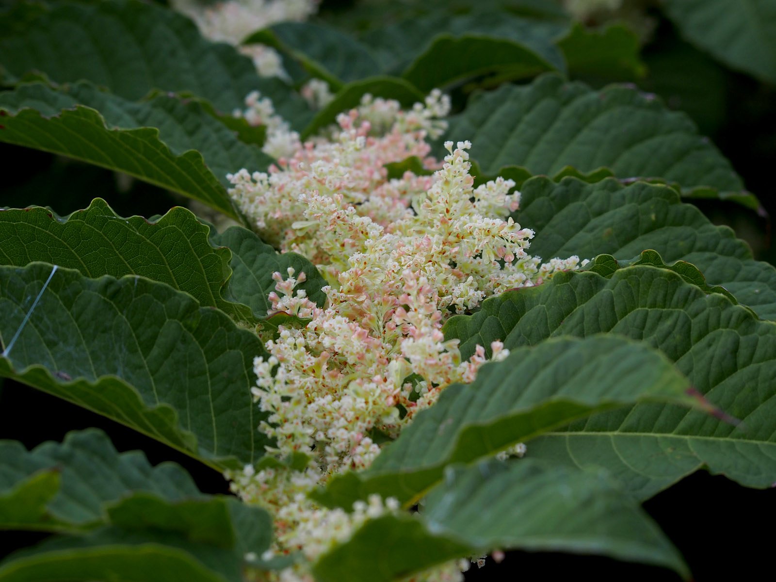 雑草の花