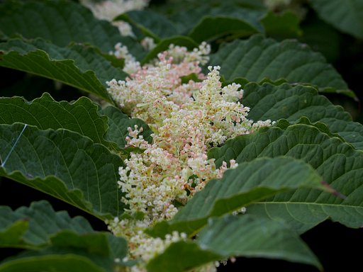 雑草の花