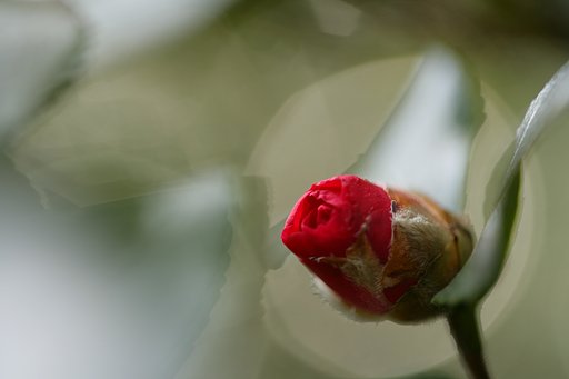 椿園（神代植物園）