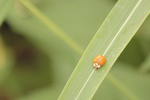 羽化したばかり