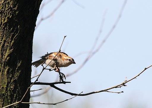 ニュウナイスズメ
