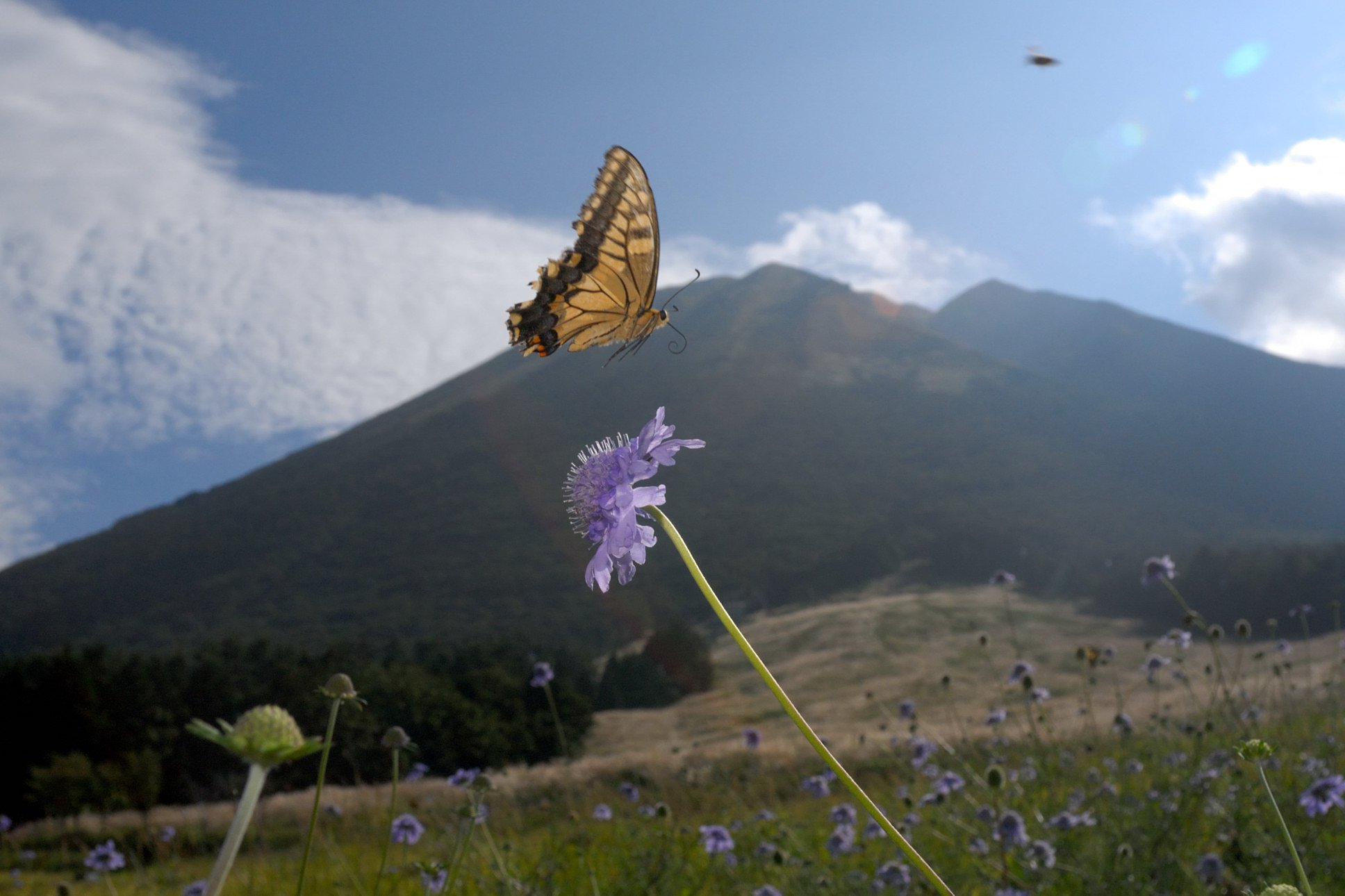 キアゲハ