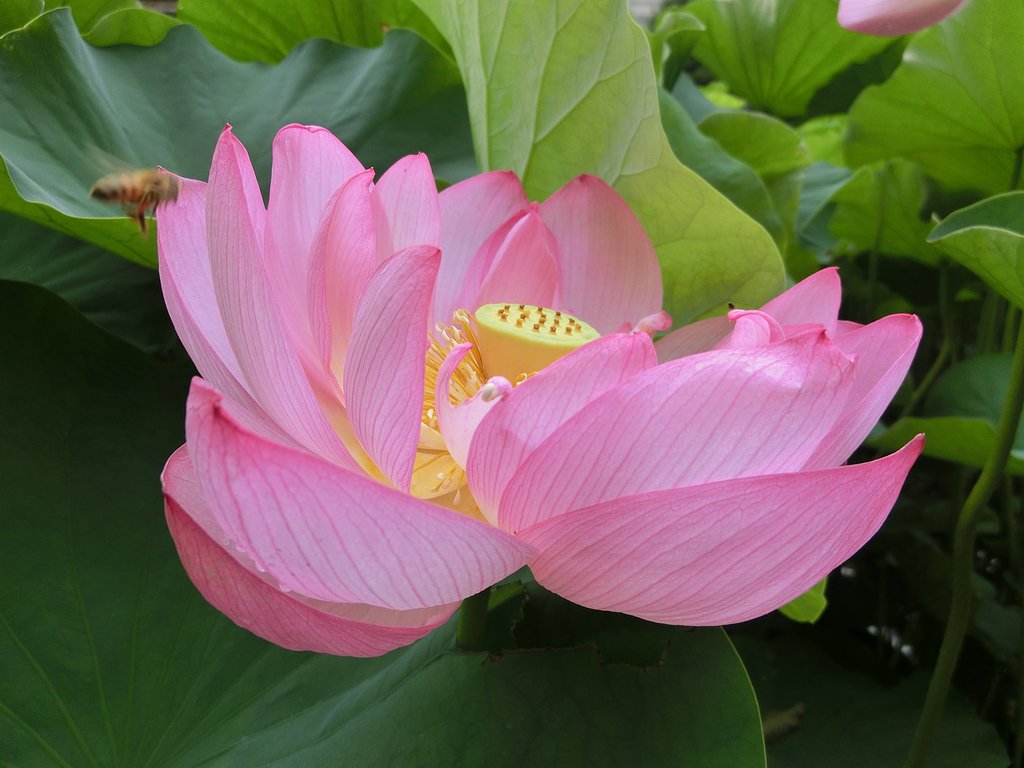 ブンブンブン♪蜂が飛ぶ