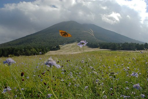 草原を舞う