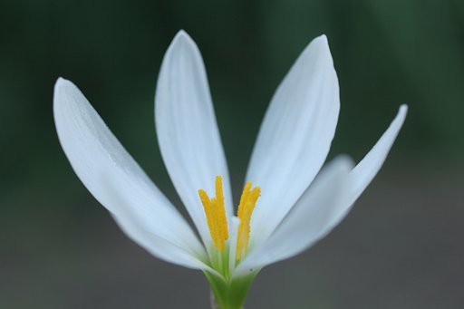 タマスダレの花