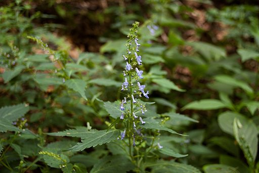 背の高い草にヤマエンゴサクに似た花が・・。
