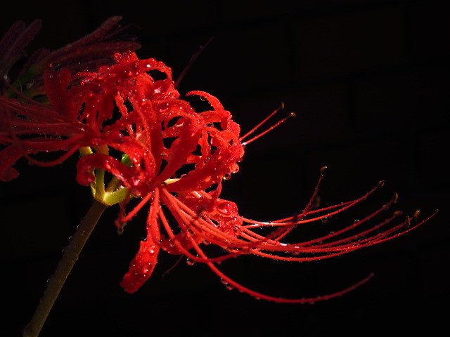 彼岸花