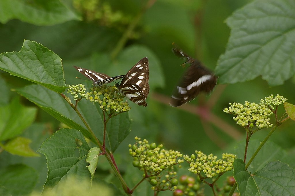 アサマとコミスジの朝餉