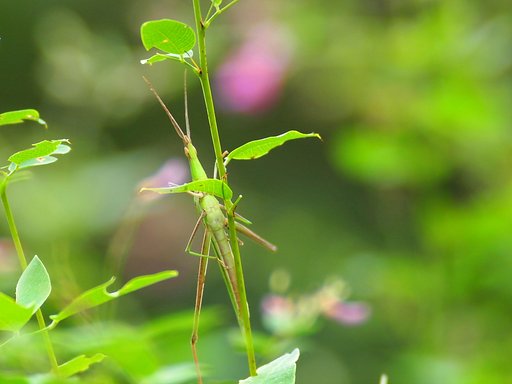 バッタの草登り