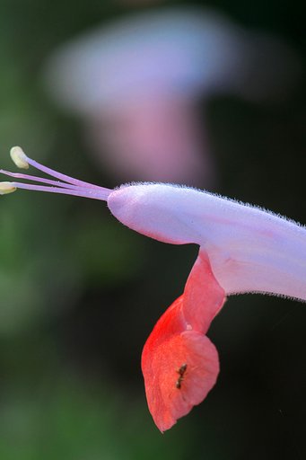 夏の花だけど