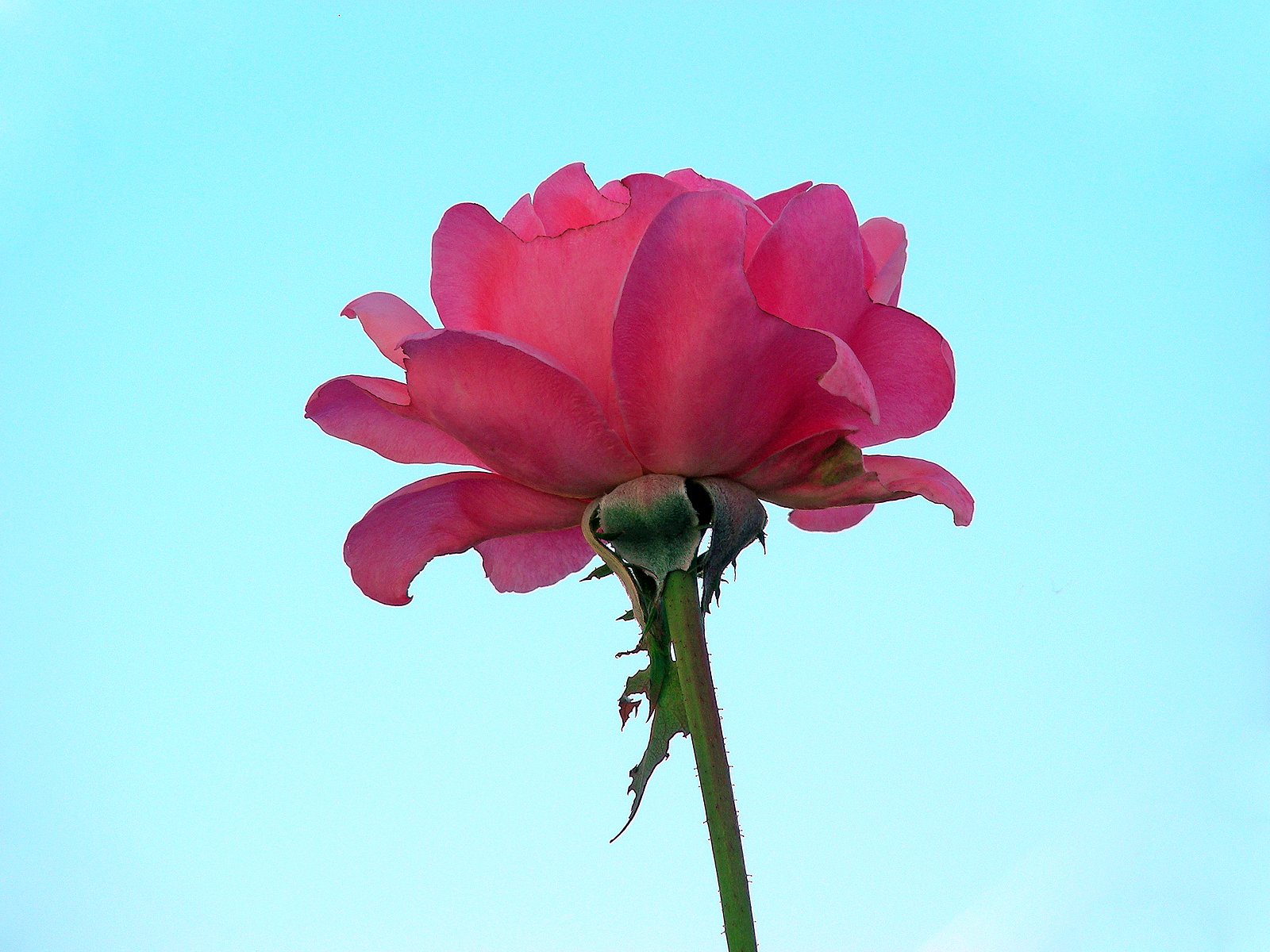 四季咲き薔薇