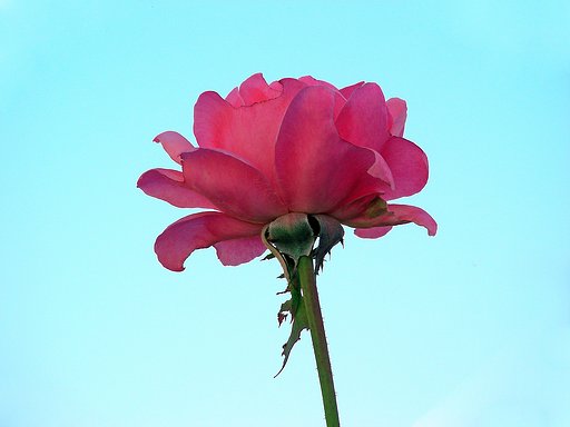 四季咲き薔薇