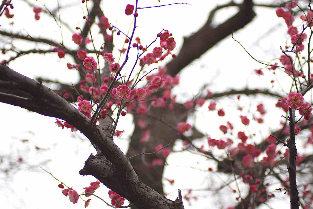 咲き出しました２（紅梅編）
