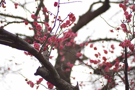 咲き出しました２（紅梅編）