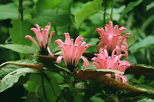 珊瑚花の季節